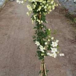 Groenblijvende Clematis (Clematis 'Avalanche') -Natuur Kus Verkoopwinkel avalanche r 180cm 1