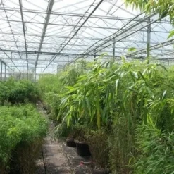 Niet Woekerende Bamboe (Fargesia Murieliae 'Jumbo') -Natuur Kus Verkoopwinkel bamboe 1