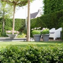 BerryBux Blauwe Bes (Vaccinium Angustifolium ’BerryBux') -Natuur Kus Verkoopwinkel berrybux heg bloei hr 4095