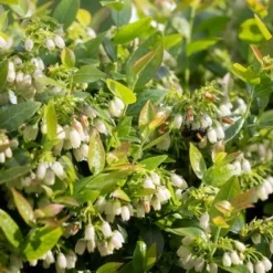 BerryBux Blauwe Bes (Vaccinium Angustifolium ’BerryBux') -Natuur Kus Verkoopwinkel berrybux heg bloei hr 4143 2