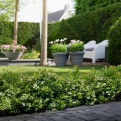 BerryBux Blauwe Bes (Vaccinium Angustifolium ’BerryBux') -Natuur Kus Verkoopwinkel berrybux heg bloei hr 4057