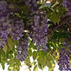 Blauwe Regen (Wisteria Sinensis 'Prolific') -Natuur Kus Verkoopwinkel blauweregen