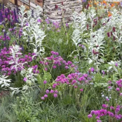 Borderpakket Roze, Paars En Grijsgroen (2 M²)