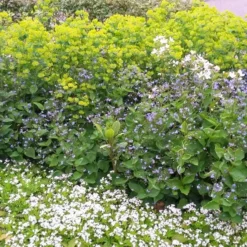 Borderpakket Schaduw In Blauw En Wit (3 M²) 5 Borderpakket Schaduw In Blauw En Wit (3 M²) -Natuur Kus Verkoopwinkel borderpakket schaduw