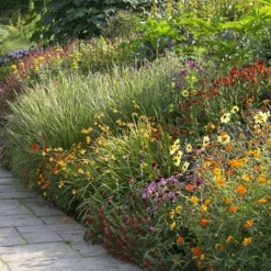 Borderpakket Vrolijke Zomerbloeiers
