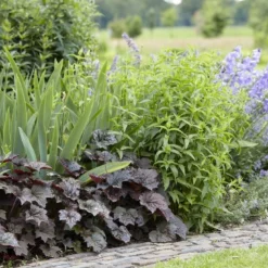 Borderpakket In Paarstinten