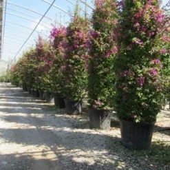 Bougainvillea Als Struik (Bougainvillea Glabra) -Natuur Kus Verkoopwinkel bougainvillea glabra 3