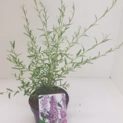 Vlinderstruik (Buddleja Alternifolia) -Natuur Kus Verkoopwinkel budd alternifolia