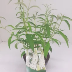 Vlinderstruik (Buddleja Davidii 'White Profusion') 11 Vlinderstruik (Buddleja Davidii 'White Profusion') -Natuur Kus Verkoopwinkel budd white profusion