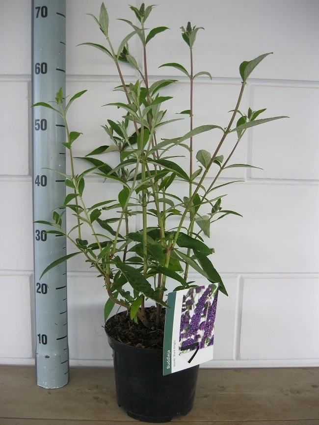 Vlinderstruik (Buddleja Davidii 'Black Knight') 6 Vlinderstruik (Buddleja Davidii 'Black Knight') - Afbeelding 6