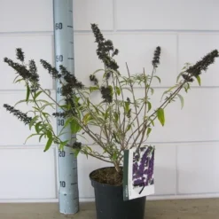 Vlinderstruik (Buddleja Davidii 'Black Knight') 12 Vlinderstruik (Buddleja Davidii 'Black Knight') -Natuur Kus Verkoopwinkel buddleja black knight c3 23 10 2018 1
