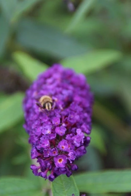 Vlinderstruik (Buddleja Davidii 'Black Knight') 3 Vlinderstruik (Buddleja Davidii 'Black Knight') - Afbeelding 3