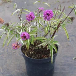 Vlinderstruik (Buddleja Davidii Petite 'Tutti Frutti') 12 Vlinderstruik (Buddleja Davidii Petite 'Tutti Frutti') -Natuur Kus Verkoopwinkel buddleja davidii petite tutti fruitti 2 3.00 vita nova