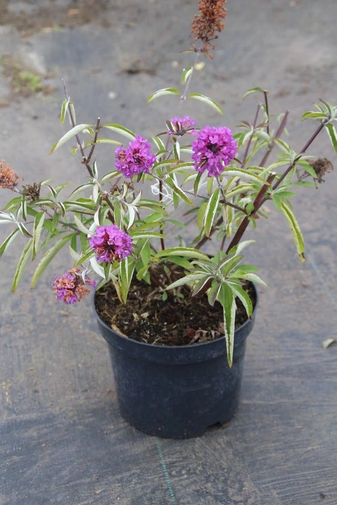 Vlinderstruik (Buddleja Davidii Petite 'Tutti Frutti') 6 Vlinderstruik (Buddleja Davidii Petite 'Tutti Frutti') - Afbeelding 6