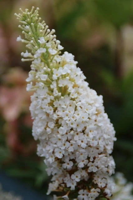 Vlinderstruik (Buddleja Davidii 'White Profusion') 3 Vlinderstruik (Buddleja Davidii 'White Profusion') - Afbeelding 3