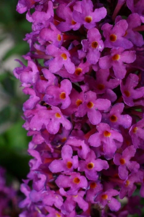 Vlinderstruik (Buddleja Davidii Petite 'Tutti Frutti') 4 Vlinderstruik (Buddleja Davidii Petite 'Tutti Frutti') - Afbeelding 4