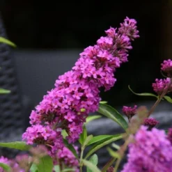 Vlinderstruik (Buddleja Davidii Petite 'Tutti Frutti') 9 Vlinderstruik (Buddleja Davidii Petite 'Tutti Frutti') -Natuur Kus Verkoopwinkel buddleja free petite tutti fruitti podoras 13 10