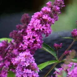 Vlinderstruik (Buddleja Davidii Petite 'Tutti Frutti')