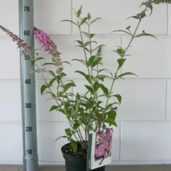 Vlinderstruik (Buddleja Davidii 'Pink Delight') -Natuur Kus Verkoopwinkel buddleja pink delight c3 bloem 19 7 2016 1