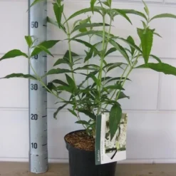 Vlinderstruik (Buddleja Davidii 'White Profusion') -Natuur Kus Verkoopwinkel buddleja white profusion c3 5 6 2018 1