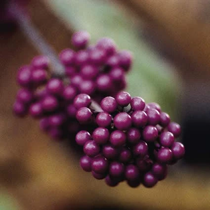 Schoonvrucht (Callicarpa Bodinieri 'Profusion') 1 Schoonvrucht (Callicarpa Bodinieri 'Profusion')
