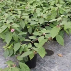 Schoonvrucht (Callicarpa Bodinieri 'Profusion') 10 Schoonvrucht (Callicarpa Bodinieri 'Profusion') -Natuur Kus Verkoopwinkel callicarpa bodinieri profusion 2