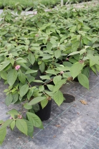 Schoonvrucht (Callicarpa Bodinieri 'Profusion') 4 Schoonvrucht (Callicarpa Bodinieri 'Profusion') - Afbeelding 4