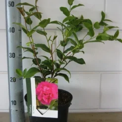 Natuur Kus Verkoopwinkel -Natuur Kus Verkoopwinkel camelia debbie c3 20 08 2018