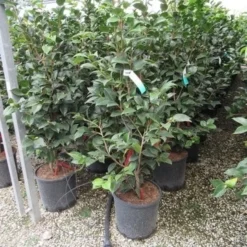 Camelia (Camellia, Rood) 25 Camelia (Camellia, Rood) -Natuur Kus Verkoopwinkel camellia