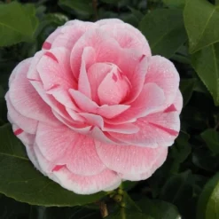 Camelia (Camellia Japonica 'Bonomiana') -Natuur Kus Verkoopwinkel camellia bonomiana