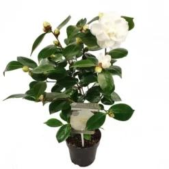 Natuur Kus Verkoopwinkel -Natuur Kus Verkoopwinkel camellia jap. nuccio s gem p15