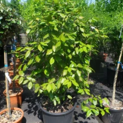 Camelia Als Leivorm (Camellia Japonica) 12 Camelia Als Leivorm (Camellia Japonica) -Natuur Kus Verkoopwinkel camellia japonica 125 150 175 c50