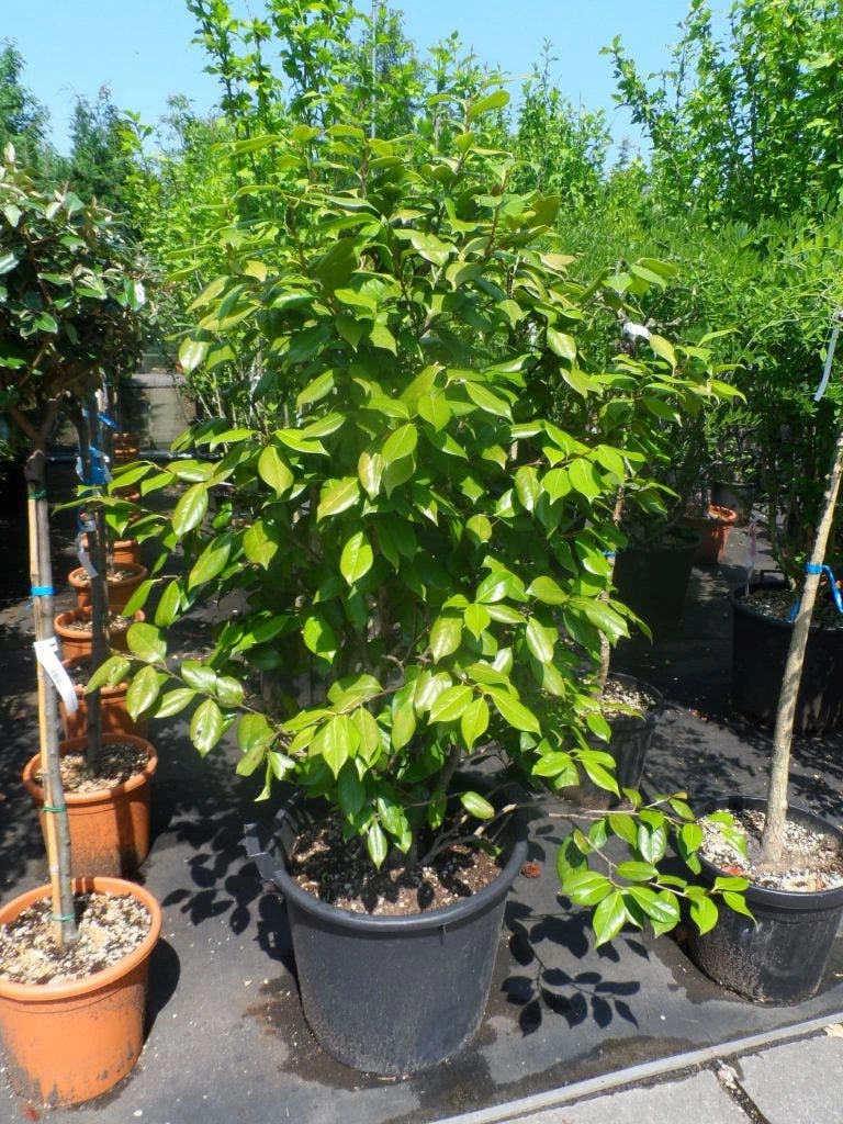 Camelia Als Leivorm (Camellia Japonica) 6 Camelia Als Leivorm (Camellia Japonica) - Afbeelding 6