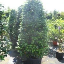 Camelia (Camellia, Rood) 22 Camelia (Camellia, Rood) -Natuur Kus Verkoopwinkel camellia japonica 175 200 1 1