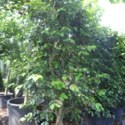 Camelia Als Leivorm (Camellia Japonica) 13 Camelia Als Leivorm (Camellia Japonica) -Natuur Kus Verkoopwinkel camellia japonica 200 250 300 cont