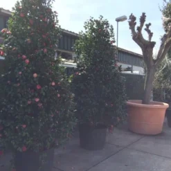 Camelia (Camellia, Rood) 24 Camelia (Camellia, Rood) -Natuur Kus Verkoopwinkel camellia japonica 200 250 300 extra 1 1