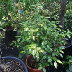 Camelia (Camellia, Rood) 20 Camelia (Camellia, Rood) -Natuur Kus Verkoopwinkel camellia japonica 60 80 c20 25