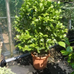 Camelia Als Leivorm (Camellia Japonica) 11 Camelia Als Leivorm (Camellia Japonica) -Natuur Kus Verkoopwinkel camellia japonica 80 100 125