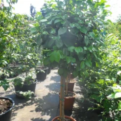 Camelia Op Stam (Camellia Japonica) -Natuur Kus Verkoopwinkel camellia japonica halfstam c35 50