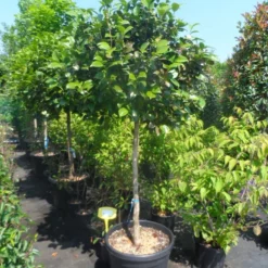 Camelia Op Stam (Camellia Japonica) -Natuur Kus Verkoopwinkel camellia japonica halfstam c70 extra