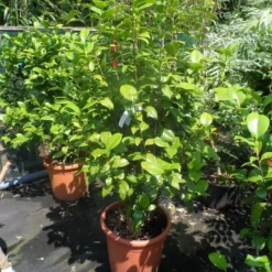 Camelia (Camellia, Rood) 21 Camelia (Camellia, Rood) -Natuur Kus Verkoopwinkel camellia japonica wit 80 100 125