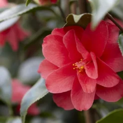 Camelia (Camellia Reticulata 'Mary Williams')