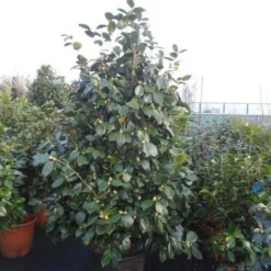 Camelia (Camellia, Rood) 23 Camelia (Camellia, Rood) -Natuur Kus Verkoopwinkel camellia rood 175 200cm