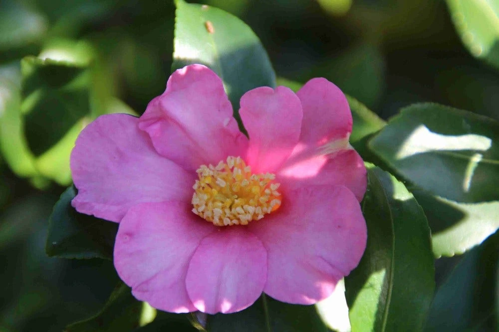 Camelia (Camellia Sasanqua) 9 Camelia (Camellia Sasanqua) - Afbeelding 9