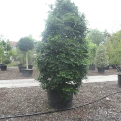 Camelia (Camellia Sasanqua) 17 Camelia (Camellia Sasanqua) -Natuur Kus Verkoopwinkel camellia sasanqua 300 350 c500