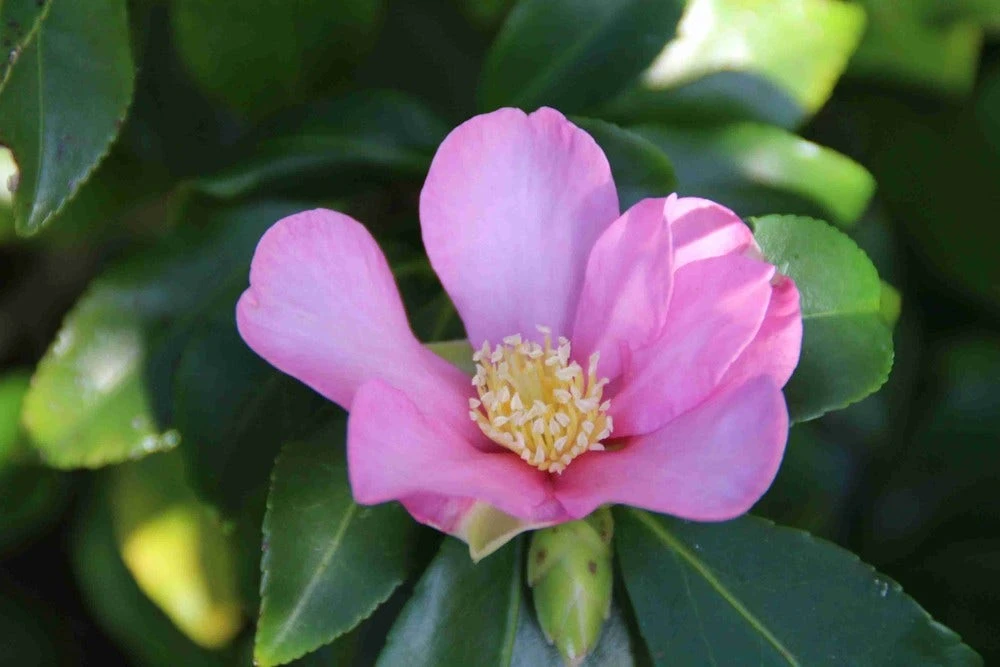 Camelia (Camellia Sasanqua) 11 Camelia (Camellia Sasanqua) - Afbeelding 11