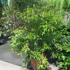 Camelia (Camellia Sasanqua) 16 Camelia (Camellia Sasanqua) -Natuur Kus Verkoopwinkel camellia sasanqua 60 80 100 c25