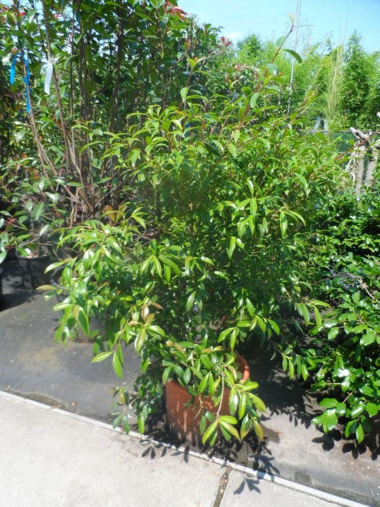 Camelia (Camellia Sasanqua) 6 Camelia (Camellia Sasanqua) - Afbeelding 6