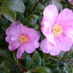 Camelia (Camellia Sasanqua) 20 Camelia (Camellia Sasanqua) -Natuur Kus Verkoopwinkel camellia tuin 2