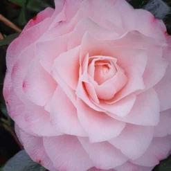 Natuur Kus Verkoopwinkel 20 Camelia (Camellia Japonica 'Sacco Vera')